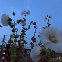 今日も夕方ラン
