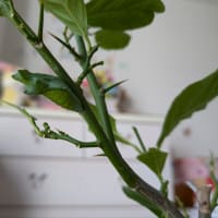 カッコいいサナギに変身した次男クン✨