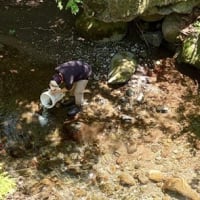 漁協作業！鵜が食っていた魚！！