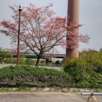 橿原運動公園の四季　春　ハナミズキ