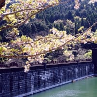 葉桜の初めの頃と歴史ある石積の河内堰提