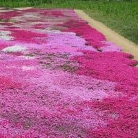 三島さんちの芝桜　俱知安町