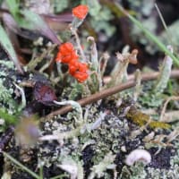 6月14日　”梅雨の頃「花」と「眺望」・「地形」を楽しむ観察会～赤城山地蔵岳・小沼・長七郎山を歩く～”　は無事終了しました