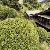 ◆  裏山の剪定