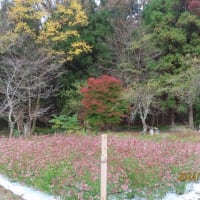 １１月２１日　木曜日　曇り　今、どの辺を飛んでいるのだろうか？　無事かな？