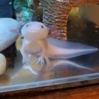 クララが立った!!（笑）