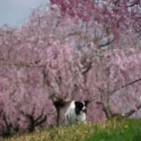 千鳥川桜堤公園