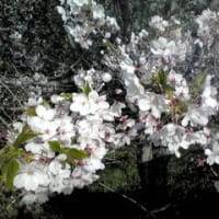 Leaf cherry blossoms