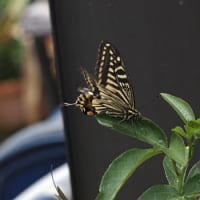 蝶の幼虫がやってきた！