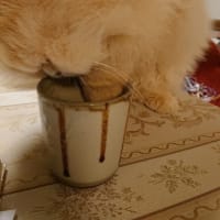 ねこ　よくぞ無事で…紐食べてた💦