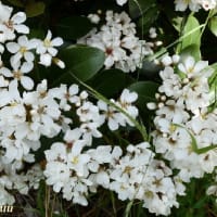 街路樹の間に植栽された「シャリンバイ」が白い花を！！