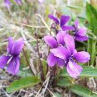 この時期里山を巡ると