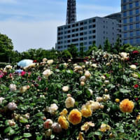 バラ　５（山下公園）