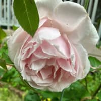 gooブログからamebloへありがとうございました！