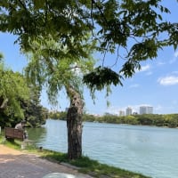 ブラキキトン若葉6日目