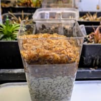 ホシクサを植える鉢