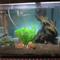 最近の水槽の状態