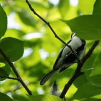 ●浅野川河川敷　新緑の桜の木に鳥（シジュウカラ）