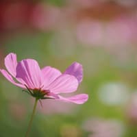 オリ×カル コラボワークショップ第三弾！