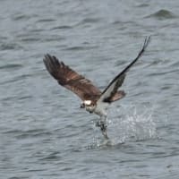 04/28探鳥記録写真-2：遠賀川河口堰の鳥たち①（ミサゴの狩り模様）