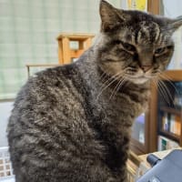 猫背