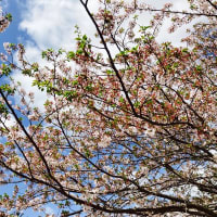 葉桜の4月