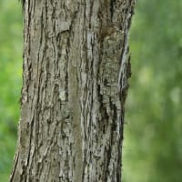 キバシリを探せ