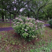 雨降りのアジサイ
