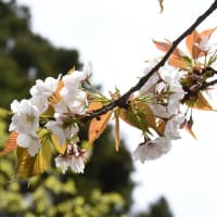 桜写ん歩：さくらの里