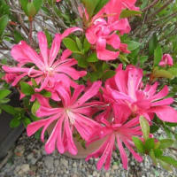 今日の花（フイリヤエクチナシ、サツキハナビン）