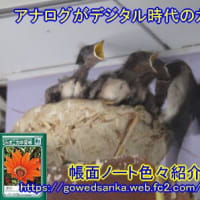 生まれ来るカルガモ期待浜ノ池