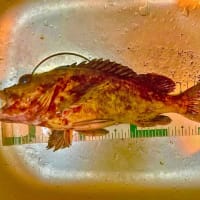 日本各地に生息する根魚の代表魚の一つカサゴ！