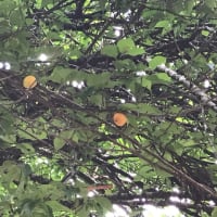 心置きなく草取り