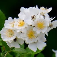 親子？それともペア？