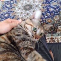茶猫タイム　長居