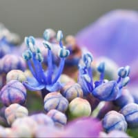 06/Jun   紫陽花とツバメ