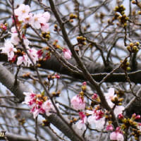 「相武台グリーンパーク」の「桜」が開花した！！