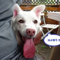 夏至茶屋ランチ
