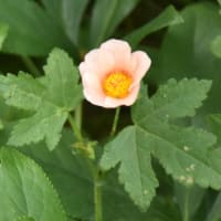 野の花