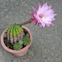 毎年恒例、美化と美花