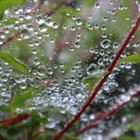 今朝のバラたち