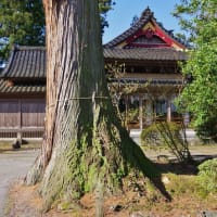 富山県南砺市、是安「級長戸辺神社のスギは二代目の御神木」です！！