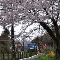 駒橋の桜とJR車両～大月市
