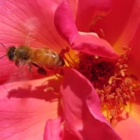 やっぱり春バラ！赤＆ピンク～京都府立植物園2024/5上旬（3）