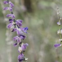 10月の花のアルバム（8/8）最終回