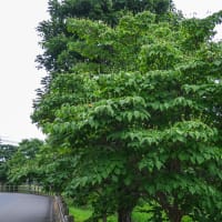 6月8日(日) 座り込みの前にヒト歩き