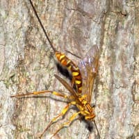 オナガバチの一種