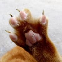 ご近所さんの田植えです
