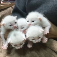 ハンディがあっても・・・