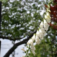 クレマチス狩り　神奈川県横浜市中区山手町　港の見える丘公園（2）バラ以外にも、この時期の花